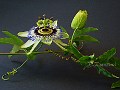 "([i]Passiflora[/i]) Tanz einer Passionsblume" Fotografie Foto © 2006 Photographer Bogumila Dausend